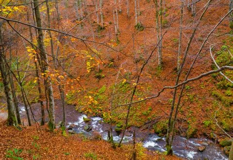 Autumn forest with river Stock Photos
