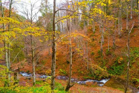 Autumn forest with river Stock Photos