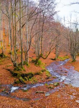 Autumn forest with river Stock Photos