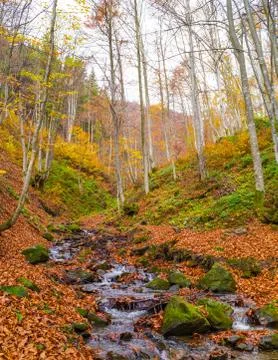 Autumn forest with river Stock Photos