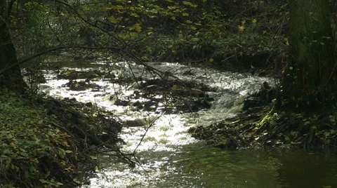 Autumn forest river stream Stock Footage 32591950