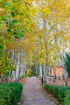 Autumn forest road between birches. Autumn landscape of a birch grove. Stock Photos