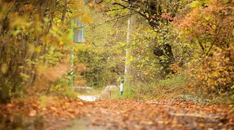 Autumn Forest To The Road Video stock 52476361