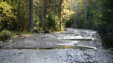 Autumn forest road Stock-Footage 68175652