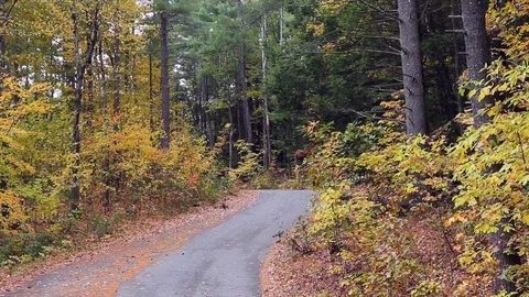 Autumn Forest Road Stock Footage 97029693