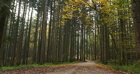 Autumn forest road Stock Footage 97848910