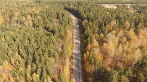 Autumn forest road Stock-Footage 147453416