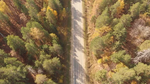 Autumn forest road Stock Footage 147455734