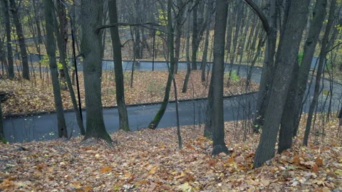 Autumn forest road Stock Footage 220440481