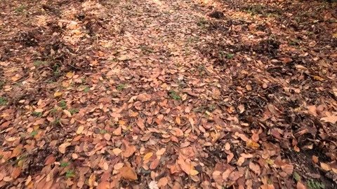 Autumn Forest Road Leaves Fall In Ground Background Stock Footage 339979265