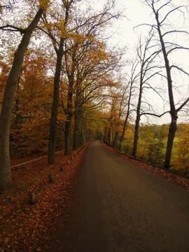 Autumn Forest Road Stock Photos
