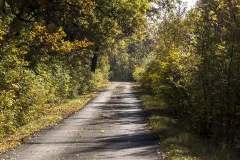 The autumn forest road is a soothing sight. Stock Photos