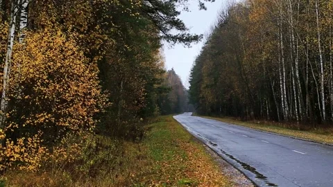 Autumn forest road view, winding asphalt path bordered by trees showing seasonal Stock Footage 329212463