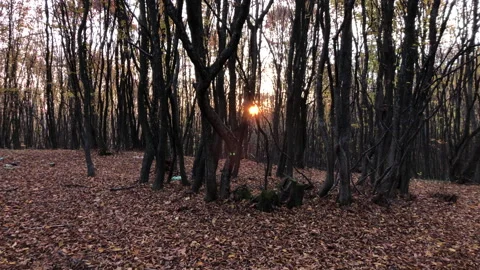 Autumn forest in Romania (60fps) Stock Footage 143030331