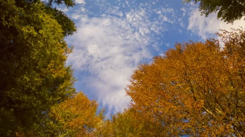 Autumn forest with running clouds Stock Footage 68758439