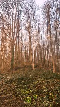 Autumn forest scene with bare trees and lush undergrowth in soft light Stock Photos