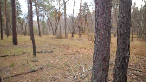 Autumn forest scene, closeup pine tree barrel Video stock 119318114