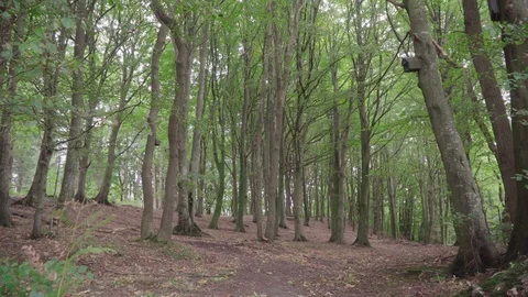 Autumn forest scene Stock Footage 97070414