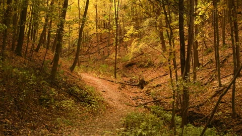 Autumn Forest Scene Video stock 288356225