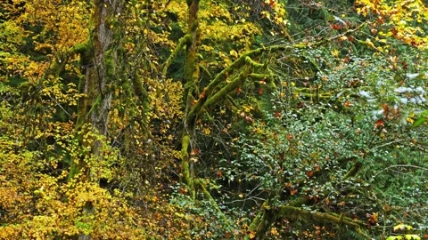 Autumn Forest Scene in Mount Rainier National Park with Mossy Trees and Vibrant 動画素材 332142836