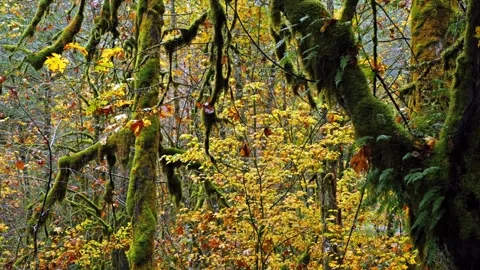 Autumn Forest Scene in Silver Falls State Park, Oregon Stock Footage 332143198