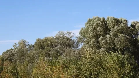 Autumn Forest Scene with Swaying Trees Under Blue Sky Stock Footage 293064768