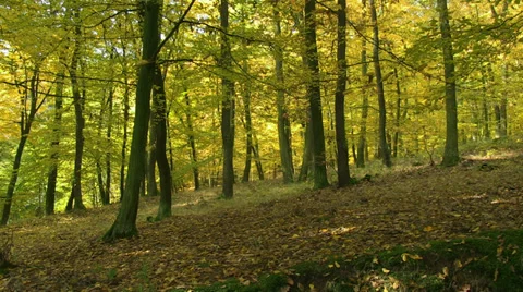 Autumn forest scenery Stock Footage 32258723