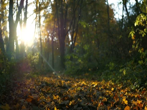 Autumn forest scenery with rays of warm light illumining the gold foliage Stock Footage 81357596