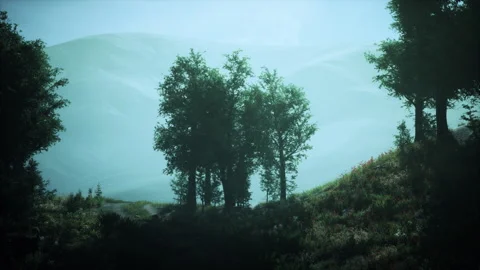 Autumn forest scenery with rays of warm light Stock Footage 234131119