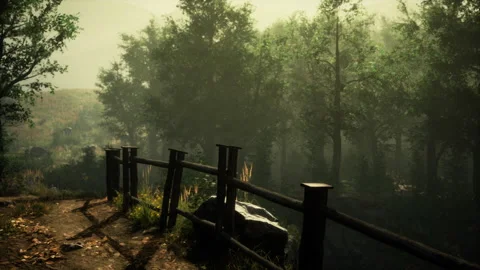 Autumn forest scenery with rays of warm light Видео 235629225