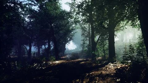 Autumn forest scenery with rays of warm light Illustrazione stock