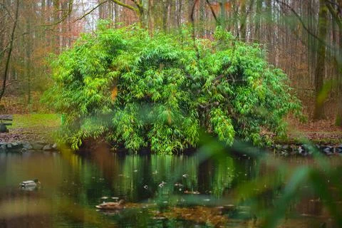 Autumn forest scenery. Reflection of trees on the lake water surface. Foto stock
