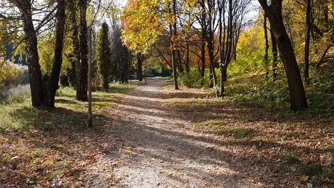 Autumn forest scenery with road of fall leaves &amp; warm light illumining the go Stock Footage 110707987