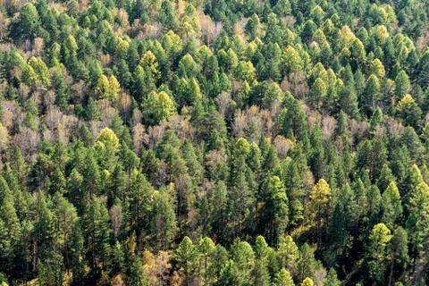 Autumn forest seamless pattern background - view from above Stock Photos