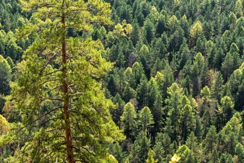 Autumn forest seamless pattern background - view from above Stock Photos