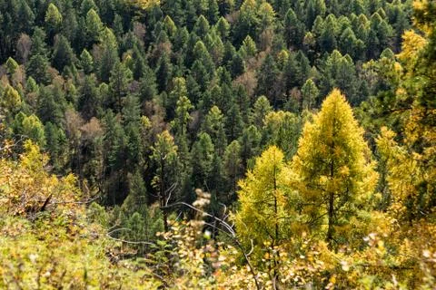 Autumn forest seamless pattern background - view from above Stock Photos