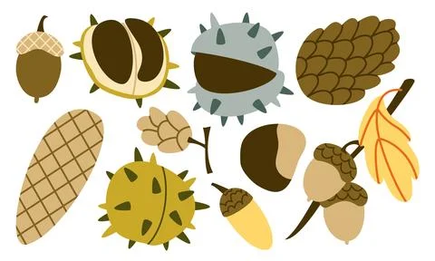 Autumn Forest Seeds Vector Set Geometric Pine Cone Acorn Chestnut Collection Stock Illustration