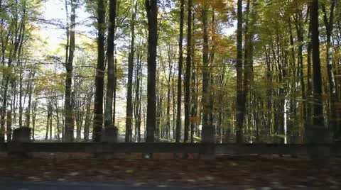 Autumn forest seen through car window while driving Vidéo 12467565
