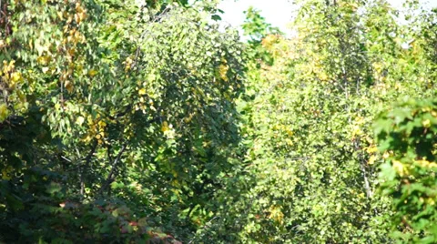 Autumn forest, selective focus Stock Footage 29837866