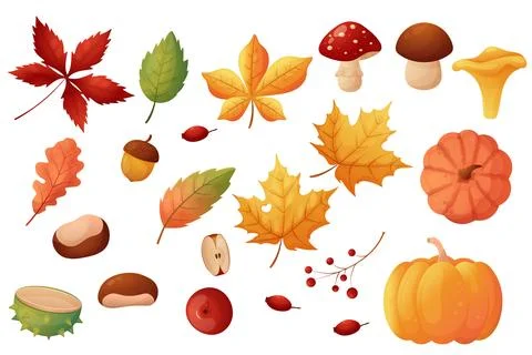 Autumn forest set. Collection of fallen leaves, mushrooms, chestnuts and pu.. Stock Illustration