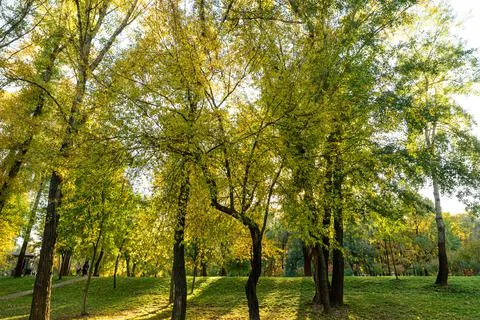 Autumn forest in the setting sun Stock Photos