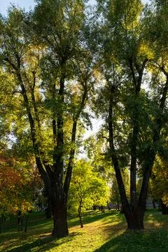 Autumn forest in the setting sun Stock Photos