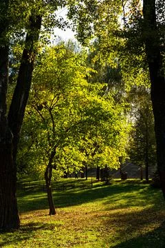 Autumn forest in the setting sun Stock Photos
