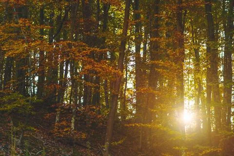 Autumn forest with setting sun through trees Stock Photos