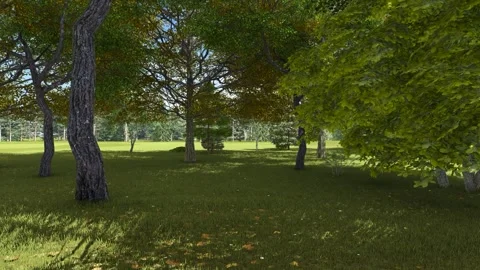 Autumn Forest With Shadows Stock Footage 318954840