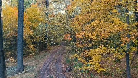 Autumn forest. Shooting from the drone. Stock-Footage 120794524