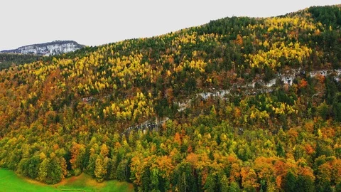 Autumn forest, shot from the drone. Stock Footage 119462445