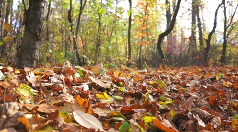 Autumn forest. Sliding camera 動画素材 42852818
