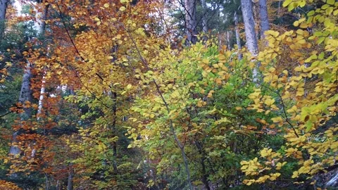 Autumn Forest. Slow motion Video stock 142605730
