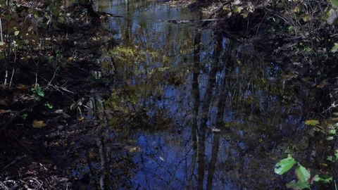 Autumn forest with a small river reflecting trees, branches and blue sky Stock Footage 98357073